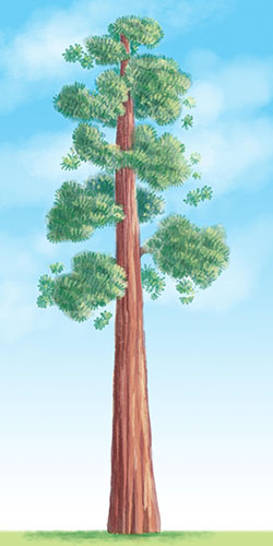 watercolor drawing of a giant sequoia tree